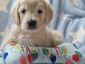 Labradoodle Welpen Doodle ähnlich Goldendoodle F1 Medium - erfahrene liebevolle Familienaufzucht