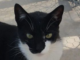 Tom, sozialer, junger Stubentiger sucht ein kuschliges Zuhause, 2 Jahre