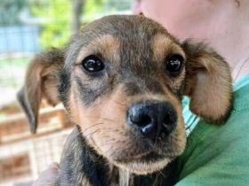 Andy, zuckersüßer 5-monatiger Rüde, der gerne mehr menschliche Aufmerksamkeit hätte, 30 cm