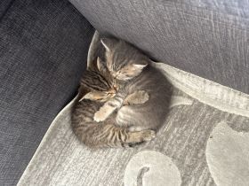 Britisch-Kurzhaar - BKH Kitten - wunderschön und liebevoll aufgezogen, ab sofort abzugeben