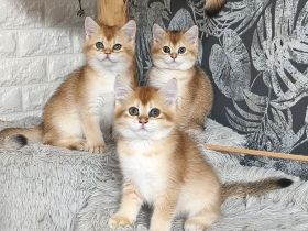 Süße Reinrassige BKH Kitten mit Stammbaum & Gesundheitszeugnis # sofort Abgabebereit #