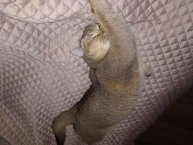 Sehr hübsche liebe Katze zu Adoption frei