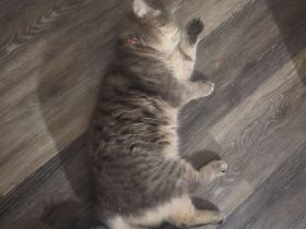 Katerchen wolke Bärchen