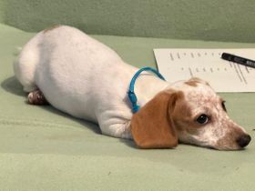 Suche meine „Für-immer-Familie“