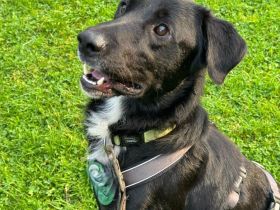 Jasko möchte mit Dir die Welt entdecken.