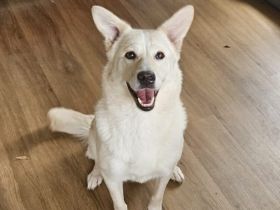 Fanny - liebe, sanfte Hündin sucht Zuhause