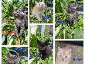 Norwegische Waldkatze Mix