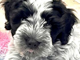 Schapendoes Rüde Archie sucht noch seine  Familie