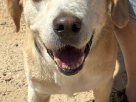 Familienhund Yuno sucht ein Zuhause!