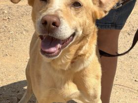 Mati sucht eine Familie!