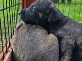 Belgischer Schäferhund x Australien Shepherd Mischlinge