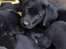 9 Wochen - Labrador Schwarz (Abholbereit)