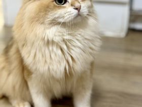 Deckkater mit dem Stammbaum