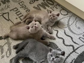 Reinrassige BKH Kitten