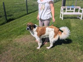 Khaleesi wartet bereits auf dich