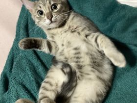 Kleine Bengal Katze , silber