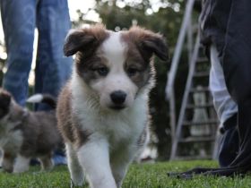 Border Collie Welpen