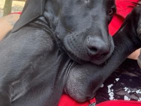 Weimaraner Mix Hündin