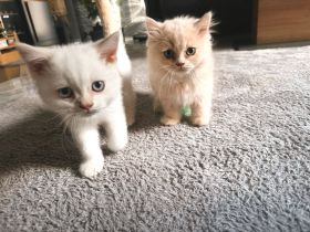 Schöne BKH Kitten, entwurmt, suchen neues Zuhause