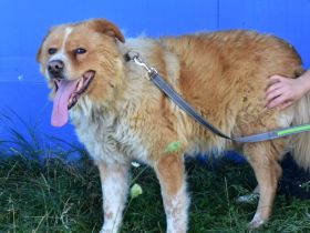 Teddybär Grischka sucht seine Menschen