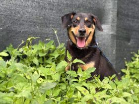 Neuanfang für Miss Elly gesucht