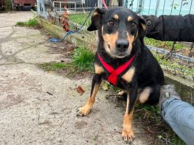 Neuanfang für Miss Elly gesucht