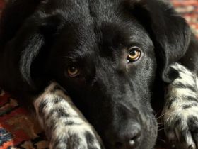 Dante sucht Hundeversteher