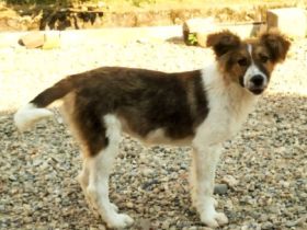 SUSIE - sanfte Schönheit sucht Familie