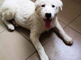 OTTILIA - weiße Fee sucht ihre Menschen