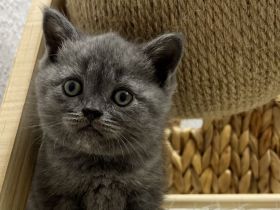 BKH kitten Britisch kuruhaar