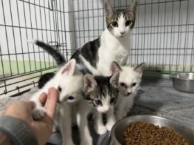 Athenas, Cairo und Oslo