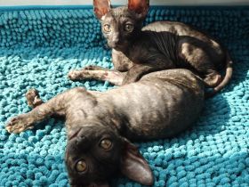 Cornish Rex Mädchen sucht ein liebevolles Zuhause