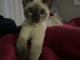 Reinrassiger Burma-Kater mit Zubehör sucht liebevolles Zuhause