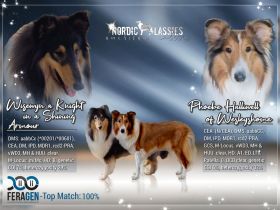 Amerikanische Colliewelpen