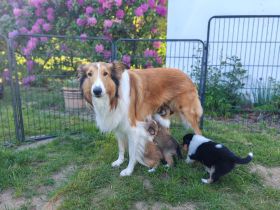 Colliewelpen im klassisch amerikanischen Phänotyp