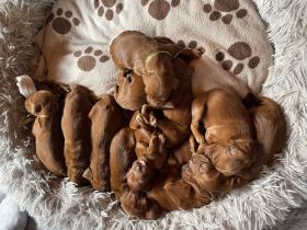 Irish red setter- puppies