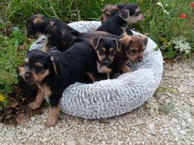 Sieben Fellnasen suchen Zuhause!