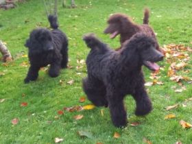 Großpudel Welpen in schwarz und braun mit DPK-VDH-FCI Papieren und EU-Heimtierpass