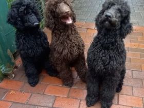 Großpudel / Königspudel Welpen 5 Monate in schwarz mit DPK-VDH-FCI Papieren und EU-Heimtierpass