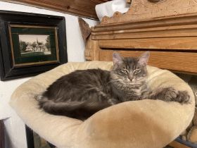 Reinrassiges Türkisch Angora Jungtier