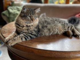 Erol, reinrassiger Türkisch Angora Kater