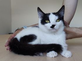 Patiña und Piñata sehnen sich sehr nach einem liebevollen Zuhause!