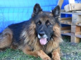 Stattlicher Rüde Crash mit sanftem Gemüt