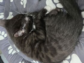 Verkaufen zwei Katzen