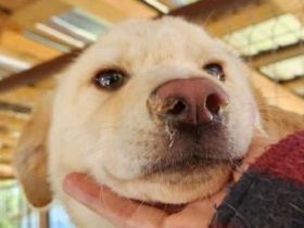 Elias, kleiner welpentypischer Hundebub sucht seine Familie, 7 Monate, 35 cm (Mai 25)