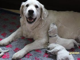 Süße Golden Retriever Welpen suchen ihre liebevolle Familie