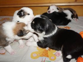 Border Collies in seltenen Farben, wolfsable-tri und sable
