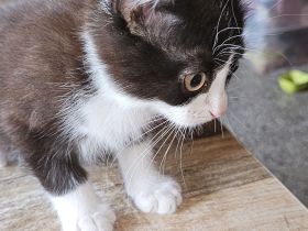 Unser kleiner flinker Scholle Perser Ragdoll Ekh Mix Kitten Katzenbaby Tierarztscheck