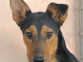 Oscar 8 (männlicher Dobermann-Mischling)