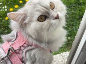 Kitten abgabebereit Britisch kurzhaar/ langhaar